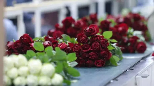Sevgililer Günü'nde Kırmızı Gül Fiyatları Yükselişte: 14 Şubat'ta Sokak Çiçekçilerinde 1 Adet Gül Kaç TL Olacak?