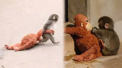 Punch maymun hikayesi nedir ve Punch maymun nerede yaşıyor?