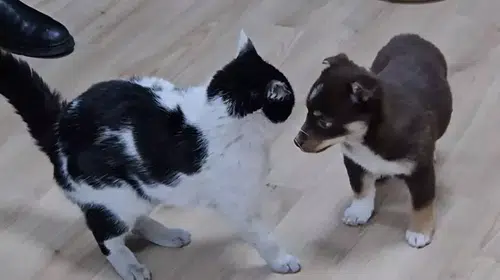 Başkanlık Ofisi, Mia ve Fındık’a Ev Sahipliği Yapıyor!