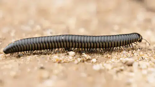 Rüyada Kırkayak Görmek: Anlamı ve Rüya Yorumları