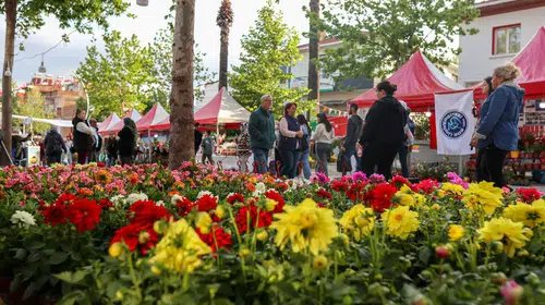 İzmir Bayındır'daki Coşku Dolu Festivalin Tarihleri ve Etkinlikleri Aydınlatıldı!