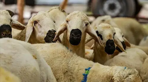 Kurban Kesiminde Vekalet Ücretleri Belirlendi!