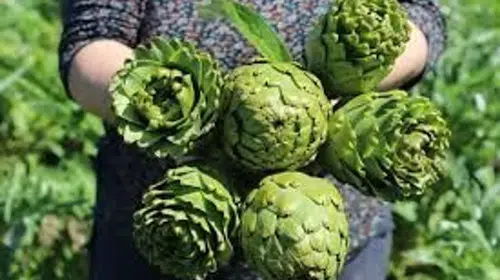 İzmir, Türkiye'nin Enginar Üretiminde Lider: Ülke Toplamının Yüzde 27'si Buradan Sağlanıyor!