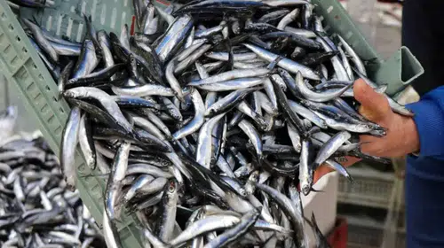 Zonguldak’ta İstavrit Avı Patladı, Fiyatlar Etkilenmedi!