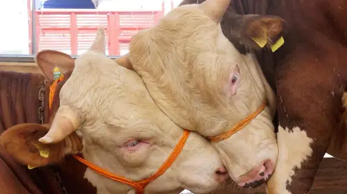 2026 Kurbanlık Fiyatları Açıklandı: Büyükbaş ve Küçükbaş Hayvanların Başlangıç Fiyatları Ne Kadar?