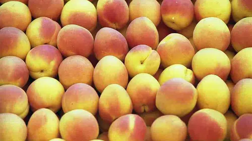 Türkiye'nin Kayısıları Dünyanın Zirvesinde: En İyi Kayısılar Listesinde Yerimiz Ne Kadar Üst Sıralarda?