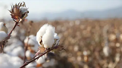 Petrol krizi tekstili vurdu: Sentetik elyaf cep yakıyor, pamuk altın çağını yaşıyor
