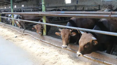 Kurban pazarında erken hareketlilik: Son güne kalanlar eli boş dönebilir