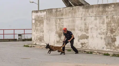 Barınaktan Kurtarılan Köpek, Enkaz Arama Uzmanı Olmak İçin Eğitim Alıyor