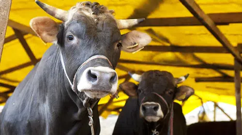 Kurban Bayramı Tatil Süresi 2026'da Ne Kadar Olacak? Diyanet'in Dini Günler Takvimi İle Bilgiler!