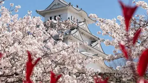 2026'da Japonya'da Kiraz Çiçeği Festivali'nin Tarihleri Açıklandı!