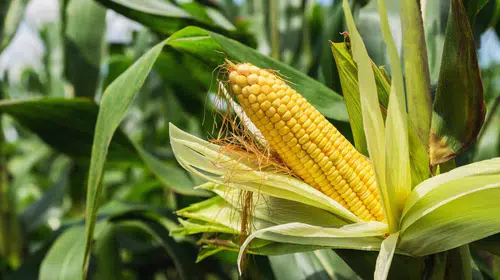 Mısır'da İthalatta Vergi İndirimine Giden Yeni Tarife Kontenjanı Açıldı!