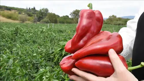 Fahiş fiyat artışları: 243 işletmeye 139 milyon TL ceza kesildi