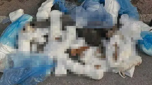 33 kedinin vahşi ölümü yargıyı harekete geçirdi: Serbest bırakılan veteriner için yeni karar