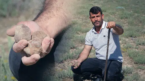 Toprağın altındaki serveti keşfetti: Bir sezonda 2,5 ton topladı, kazancıyla gayrimenkul zengini oldu