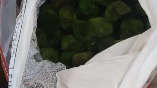 Valize sığdırılmış ekolojik hazine: Kapıkule'de kaçakçılık girişimi engellendi