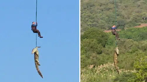 Karnı normalden çok şişti, şüpheler korkunç gerçeği ortaya çıkardı: Nehirdeki dev timsah operasyonla yakalandı
