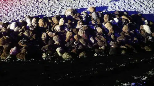 Iğdır’da dehşet anları: Arıların hedef olan binlerce koyun can pazarında can verdi