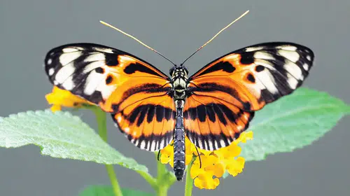 Heliconius kelebeklerinde uzun ömrün genetik sırrı çözüldü
