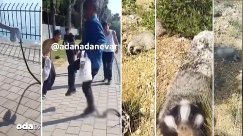 Yaban hayatına yönelik şiddet vakaları tepki topluyor
