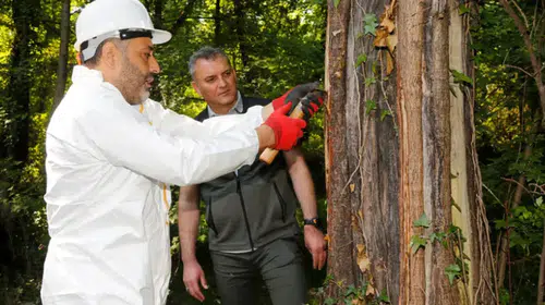 Muğla ormanlarının nadir hazinesi sığla yağı değerini koruyor