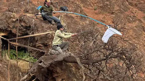 Nesli tükenmek üzere olan ağaç papatyası için küresel seferberlik