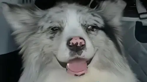 Sosyal medya fenomeni köpeğin çalınması sonrası trajik son