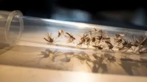 Bilim dünyası sivrisineklerin kurbanlarını nasıl seçtiğini çözdü