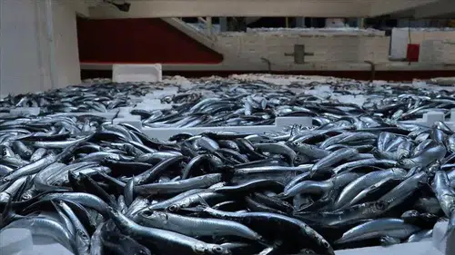 Karadeniz’de Yeni Sezon Balıkları Belli Oldu: Hamsi Fiyatı Dikkat Çekti
