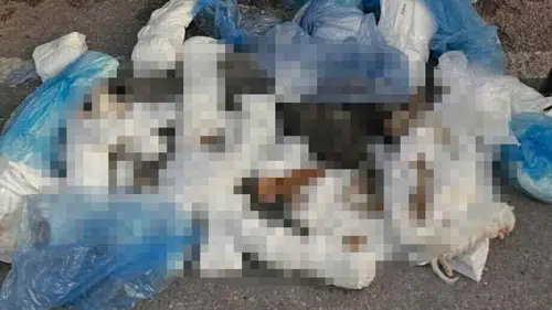 33 kedinin vahşi ölümü yargıyı harekete geçirdi: Serbest bırakılan veteriner için yeni karar