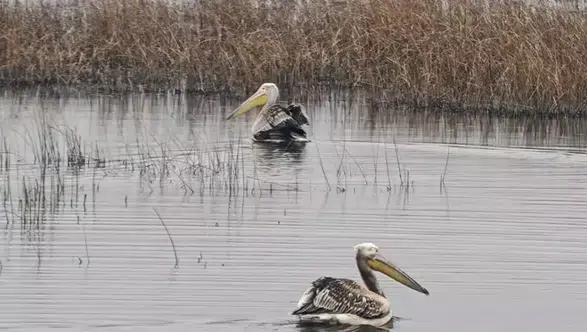 Bakım Sürecinin Ardından Yaralı İki Pelikan Doğaya Kavuştu