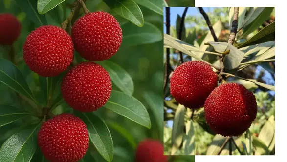 Koca yemiş, ormanlarda doğal olarak yetişiyor ve ihracat piyasasında yüksek talep görüyor!