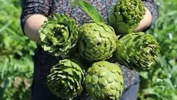 İzmir, Türkiye'nin Enginar Üretiminde Lider: Ülke Toplamının Yüzde 27'si Buradan Sağlanıyor!