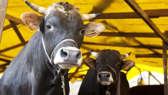 Kurban Bayramı Tatil Süresi 2026'da Ne Kadar Olacak? Diyanet'in Dini Günler Takvimi İle Bilgiler!