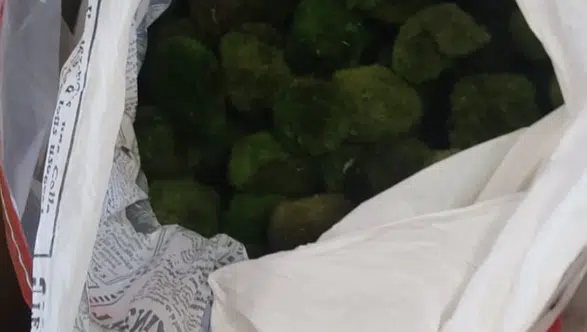 Valize sığdırılmış ekolojik hazine: Kapıkule'de kaçakçılık girişimi engellendi