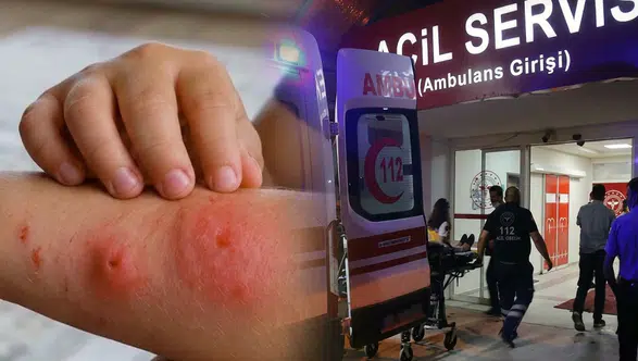 Asya Kaplan Sivrisineği Tehdidi ve Çocuklarda İltihap Riski
