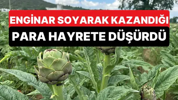 Enginar hasadında sıra dışı gelir kapısı