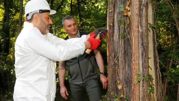 Muğla ormanlarının nadir hazinesi sığla yağı değerini koruyor