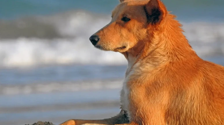 “Sıcak Çarpması Ölümcül Olabilir!”  Köpekleri Serinletirken En Çok Yapılan 5 Hata! 40 Derecede Köpek Sahiplerinin Bilmesi Gerekenler!