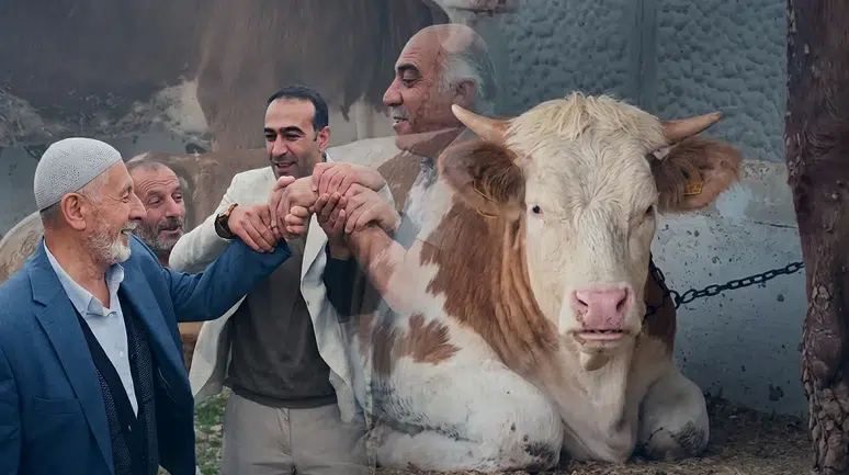 Kurban pazarında ateş pahası: 100 bin TL'den başlıyor, 700 bin TL'ye kadar çıkıyor