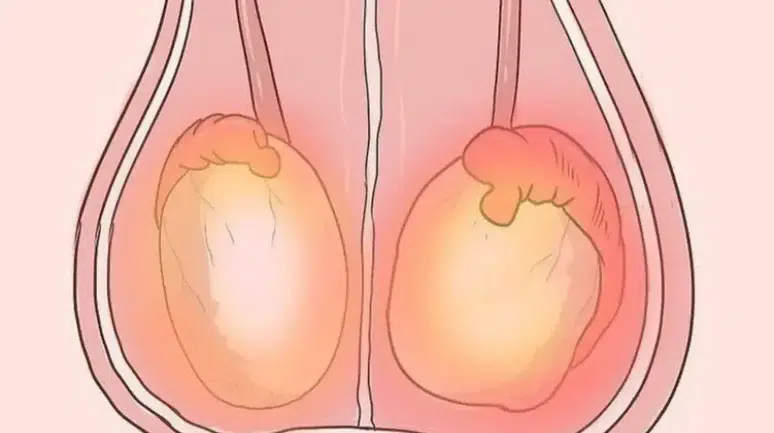 Erkek Çocuklarda Yumurta Gelişimini Anlama: Bilimsel Gerçekler