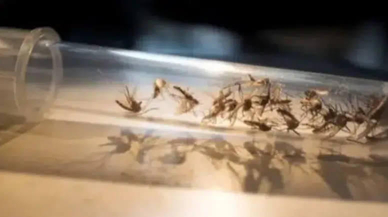 Bilim dünyası sivrisineklerin kurbanlarını nasıl seçtiğini çözdü