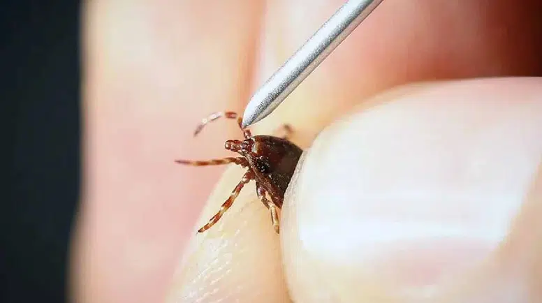 Çorumda kene ısırması sonucu bir kişi hayatını kaybetti
