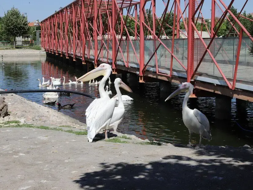 Kayseri Hayvanat Bahçesi 