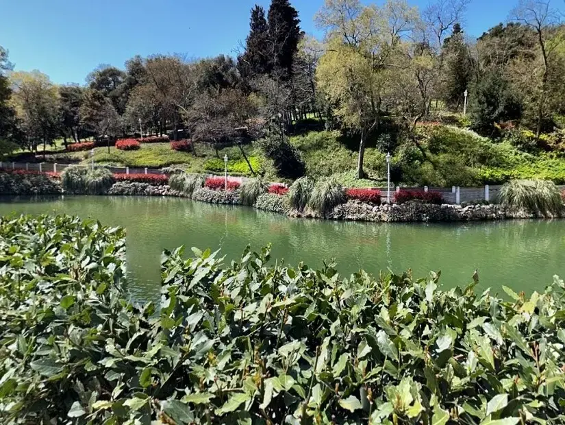 Yıldız Parkında bulunan gölet ve renkli yeşil bitkileri